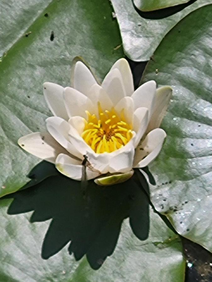 Appartamento Dhamma-Retreat In Berlino Esterno foto